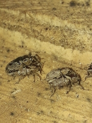 Mitrastethus baridioides