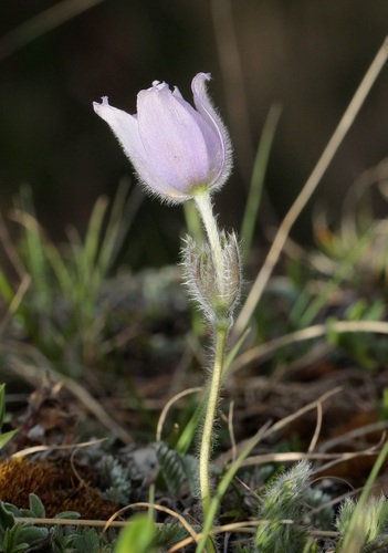 Pulsatilla violacea, photograph 2