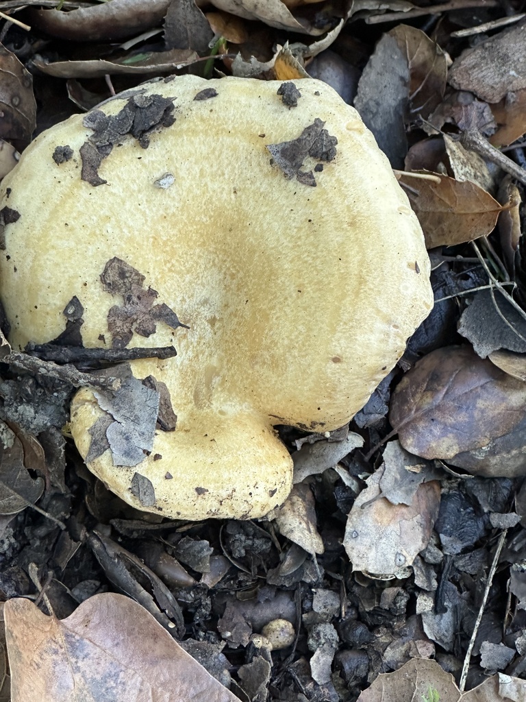 Lactarius alnicola · January 2026 · photo: © irinamitine (iNaturalist, cc-by)