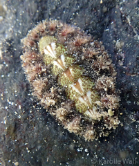 Acanthochitona armata