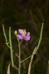 Cleome chelidonii