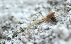 Tetragnatha striata