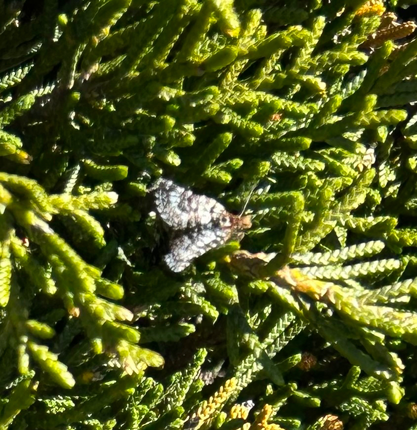 Pencil Pine Moth