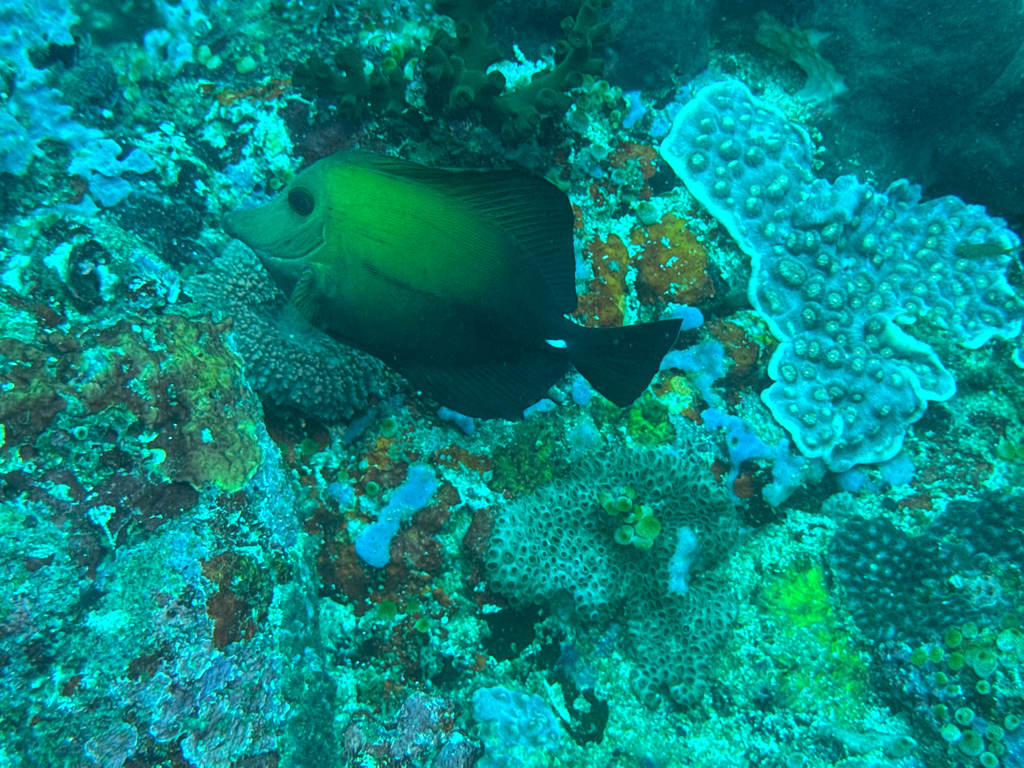 Bluelined sailfin tang (Zebrasoma scopas) — Acanthuridae