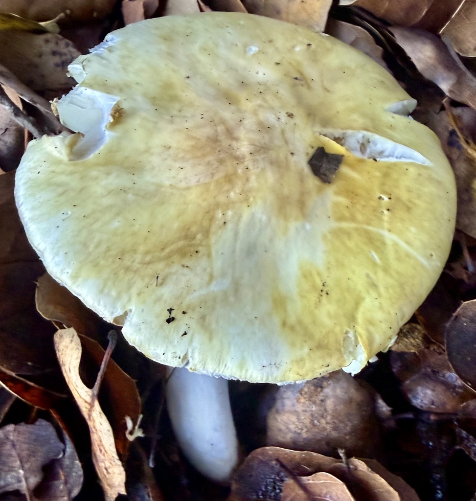 Amanita phalloides · January 2026 · photo: © hllrnnr (iNaturalist, cc0)