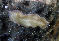 Thysanozoon tentaculatum