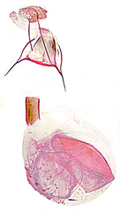 Eupithecia misturata