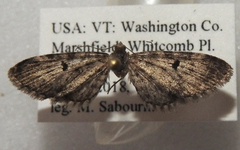 Eupithecia misturata