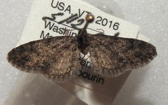 Eupithecia columbiata