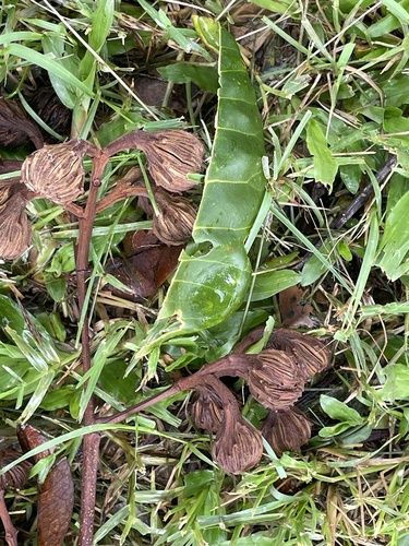 Blepharocarya involucrigera, 2026-01-09