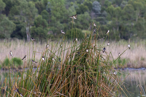Tree Martin (Petrochelidon nigricans), photo 5