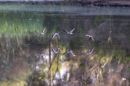 Red-kneed Dotterel (Erythrogonys cinctus), photo 10