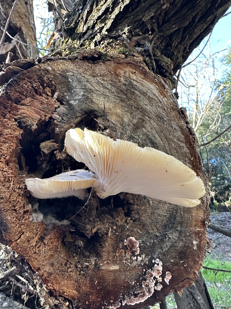 Pleurotus dryinus · January 2026 · photo: © irinamitine (iNaturalist, cc-by)
