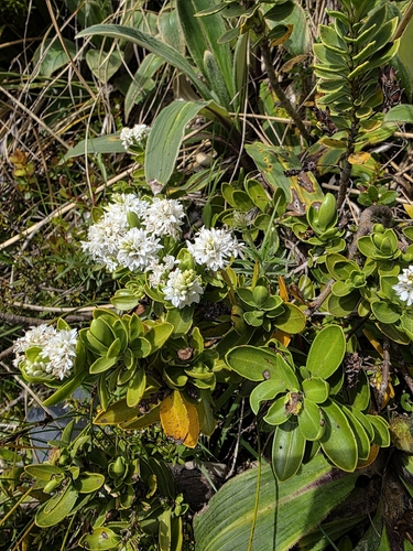 Veronica treadwellii