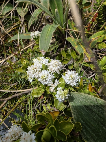 Veronica treadwellii, photograph 2