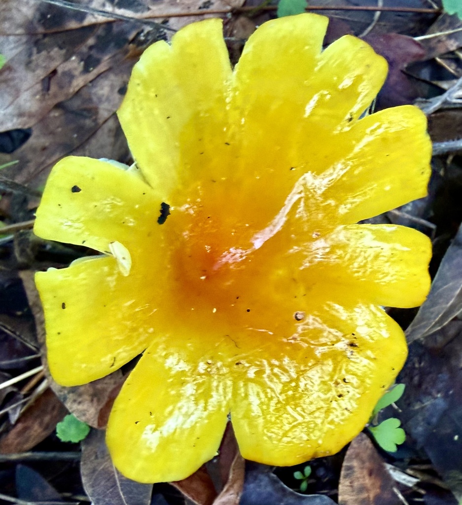 Hygrocybe acutoconica · January 2026 · photo: © hllrnnr (iNaturalist, cc0)