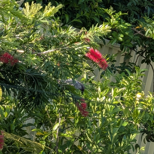 Little Wattlebird (Anthochaera chrysoptera), photo 5