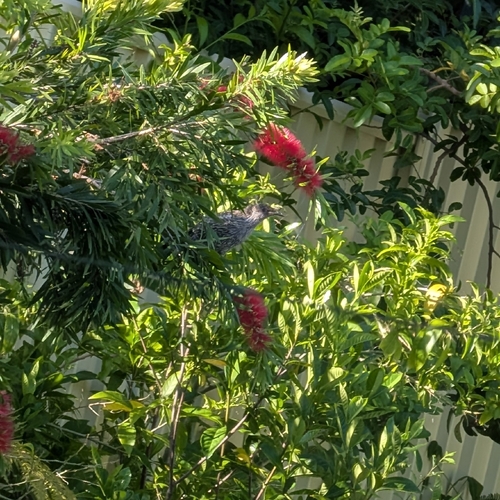 Little Wattlebird (Anthochaera chrysoptera), photo 6