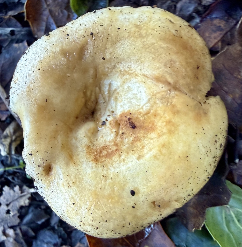 Lactarius alnicola · January 2026 · photo: © hllrnnr (iNaturalist, cc0)