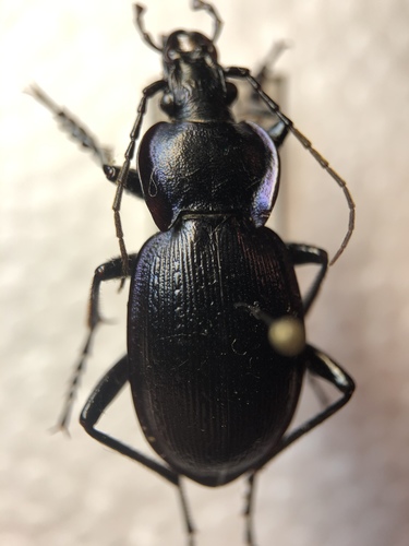 Carabus problematicus feroensis