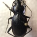 Carabus problematicus inflatus - Photo (c) carabus123, some rights reserved (CC BY), uploaded by carabus123