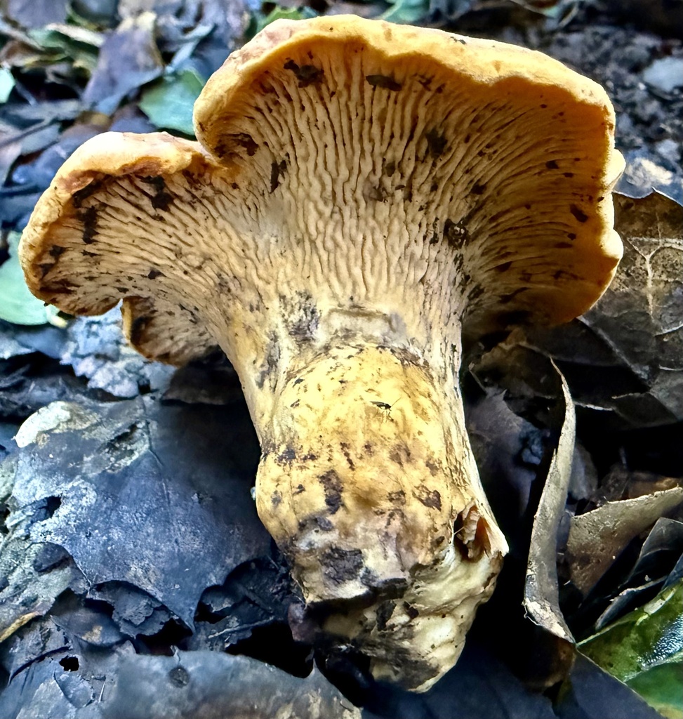 Cantharellus californicus · January 2026 · photo: © hllrnnr (iNaturalist, cc0)