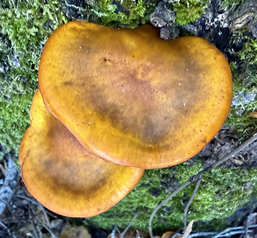 Omphalotus olivascens · January 2026 · photo: © hllrnnr (iNaturalist, cc0)