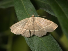 Trisateles emortualis