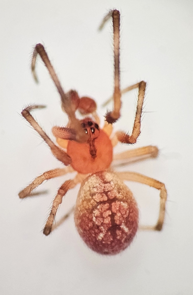 Theridion glaucescens