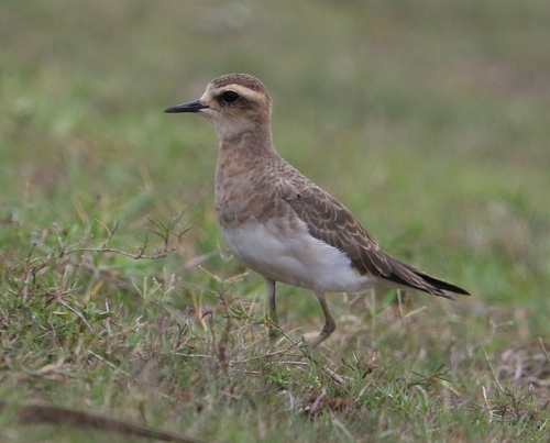 iNaturalist image