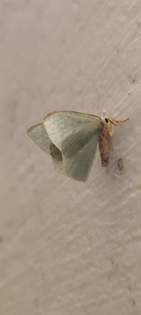 Haathi Insect Hemitheini from Karnataka 571202, India on January 9, 2026 at 01:32 PM ...