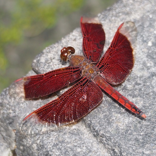 (c) JR Ferrer-Paris, some rights reserved (CC BY)