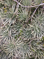 Celmisia sessiliflora