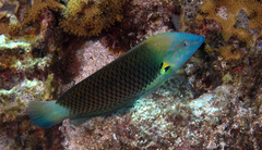Halichoeres podostigma
