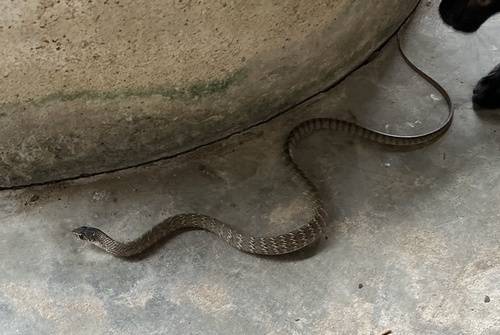 Oriental Rat Snake