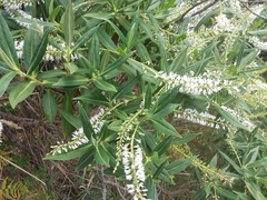 Veronica stricta