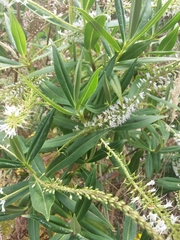 Veronica stricta