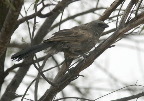 Apostlebird (Struthidea cinerea)