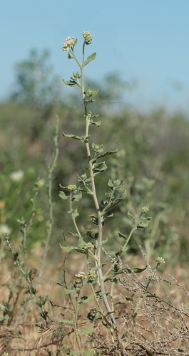 Heliotropium arguzioides (Heliotropium arguzioides)