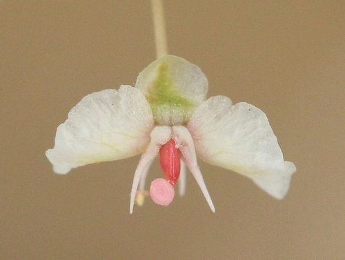 Atraphaxis spinosa, photograph 2