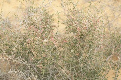Atraphaxis spinosa