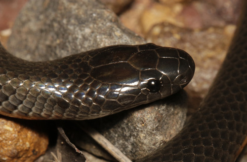 Eastern Small-eyed Snake