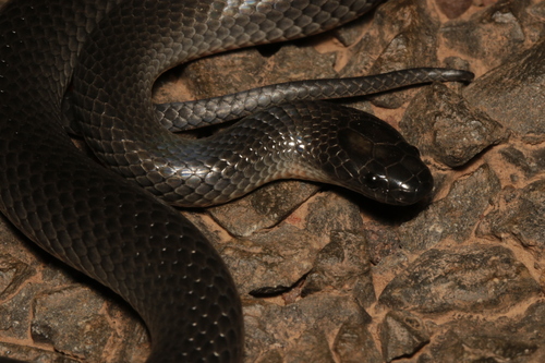 Eastern Small-eyed Snake