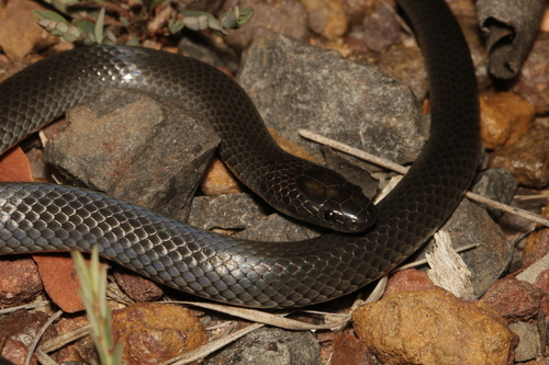 Eastern Small-eyed Snake