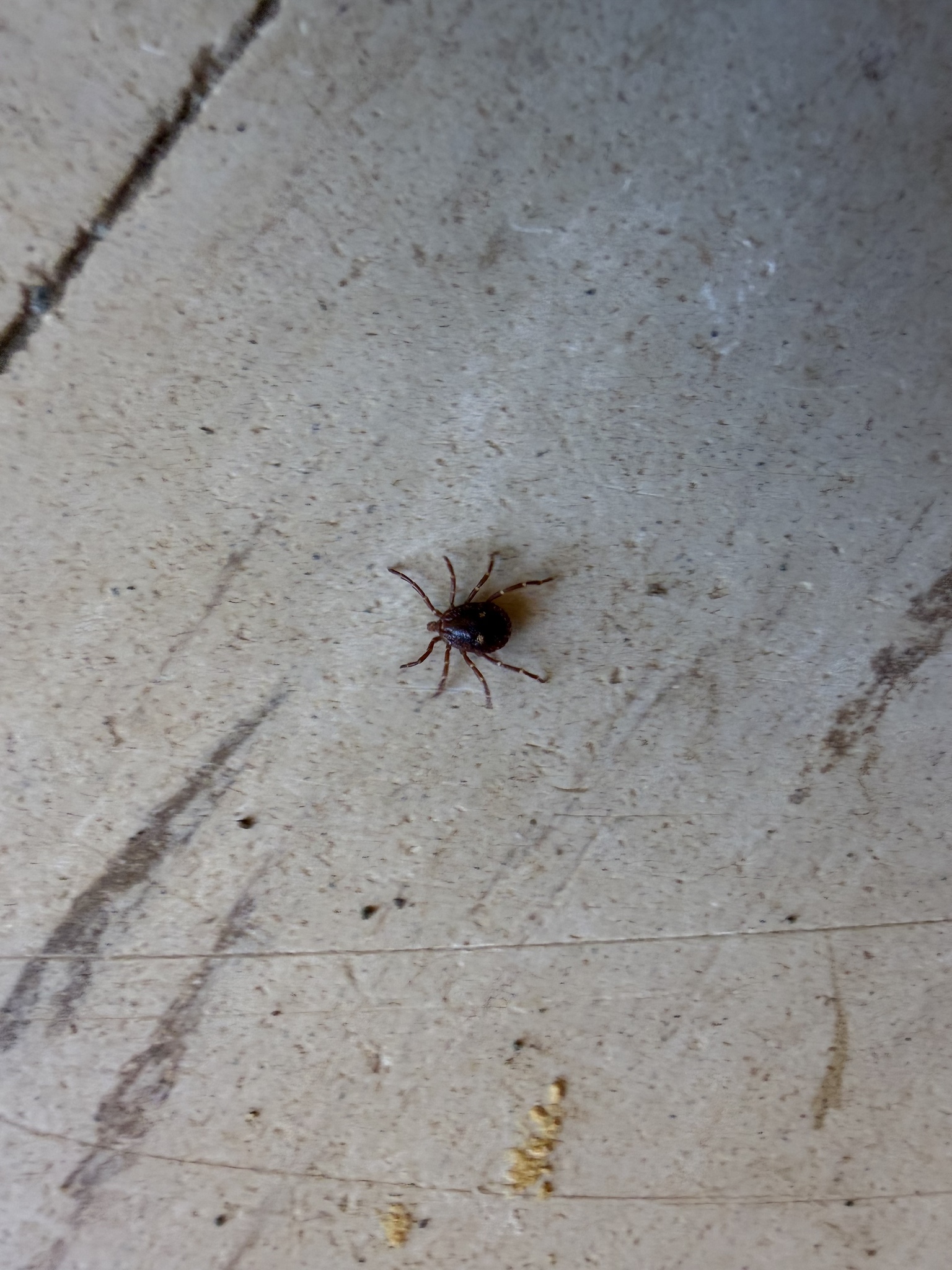 Amblyomma triguttatum Koch, 1844