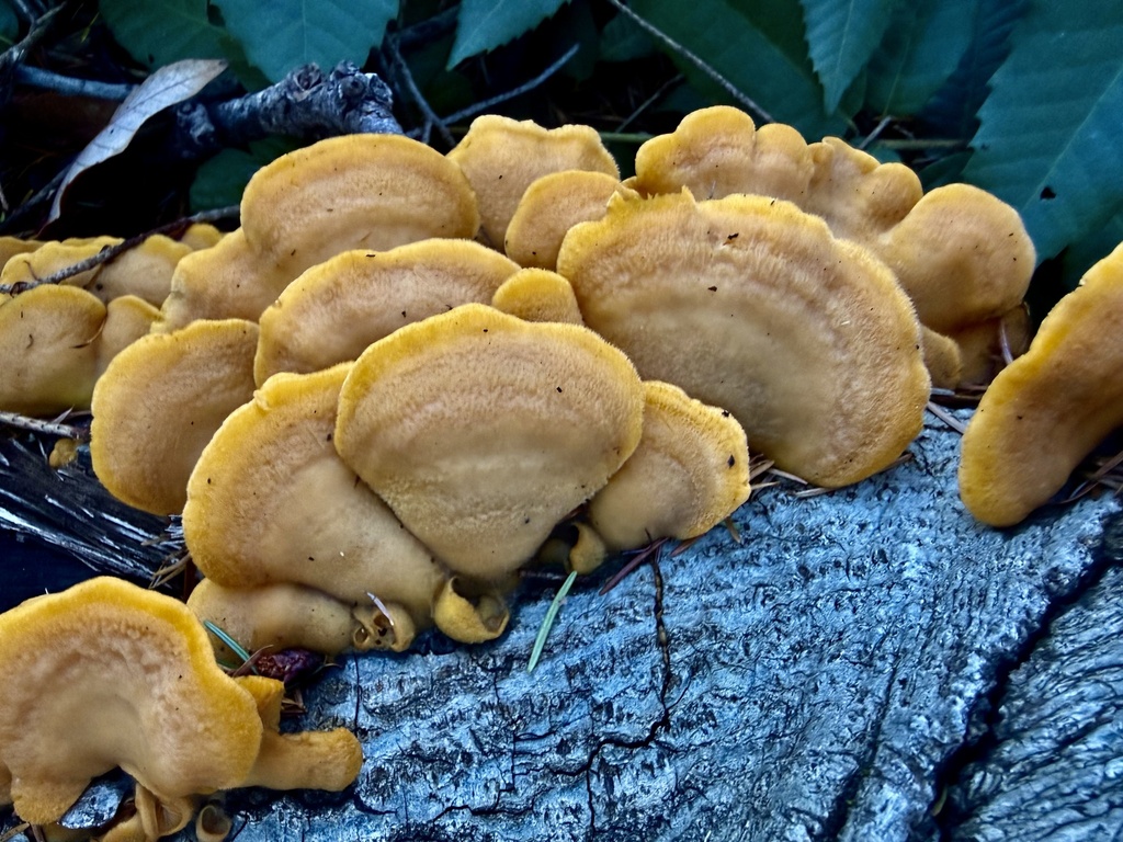 Phyllotopsis nidulans · January 2026 · photo: © hllrnnr (iNaturalist, cc0)