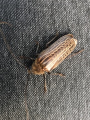 Prionoplus reticularis
