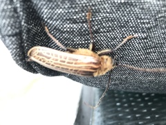 Prionoplus reticularis