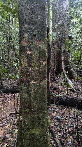 Athertonia diversifolia, photograph 3