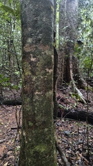 Athertonia diversifolia, photograph (c) Carlos Otávio Gussoni, some rights reserved (CC BY)